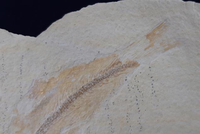 Tharsis dubius (BLAINVILLE 1818) - Bild &copy; FossNet FossilienStore